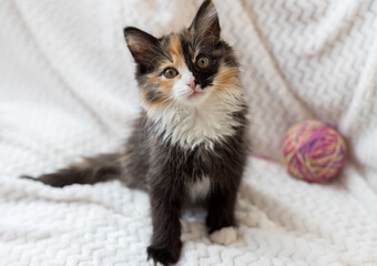 A cute little brown kitten sits on a white blanket and looks at you. Next to it is a ball of thread. He has a funny half-black, half-white nose. it is tricolor.