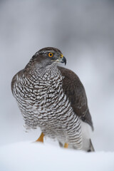 Northern goshawk staying in snow