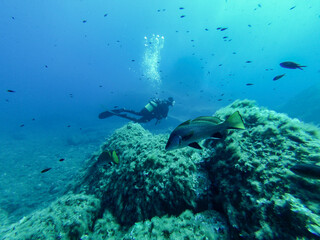 coral reef and diver