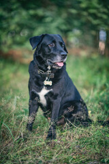 Portrait of a young beautiful black labrador retriever in the forest.