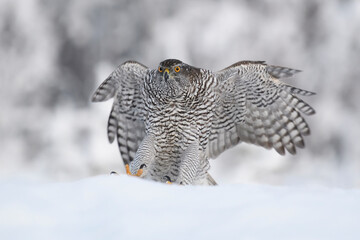 Northern goshawk flying towards, landing