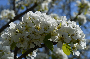 frost in flowering plum 2021