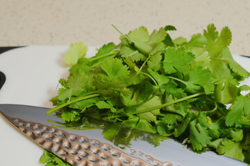 Fresh cilantro cut in a white cutting board with the sharpest knife