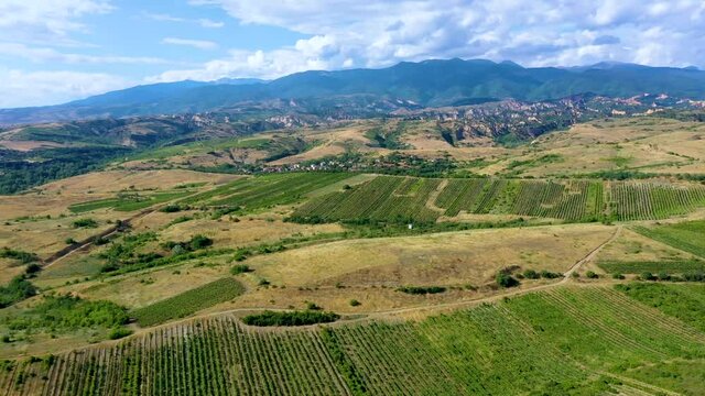 Vineyard spreading over region near Melnik in Bulgaria