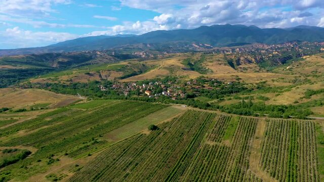 Vineyard spreading over region near Melnik in Bulgaria