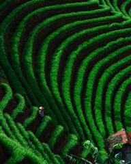 Onion Terrace in Majalengka, Indonesia