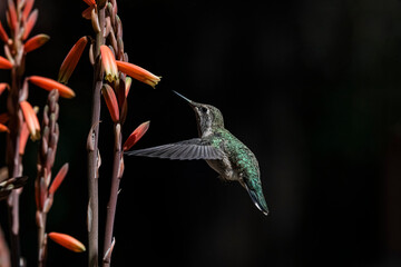 Anna's Hummingbird (Calypte Anna) Feeding on Aloe (Aloe vera) Blossom