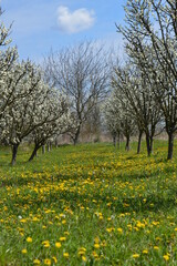 frost in flowering plum 2021