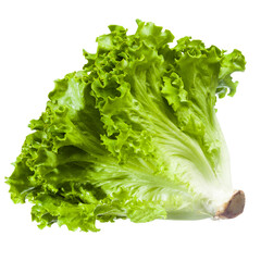 Lettuce isolated on white