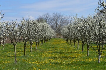 frost in flowering plum 2021
