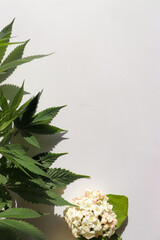 Cannabis plant leave and spring summer flower in shape of frame, on a clean white background. Creative copy space. Minimal plants concept.