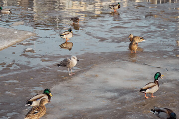 Ducks walk on the ice on the river in the spring.
