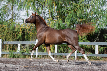 Beautiful chestnut horse running in paddock on the sand background
