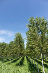 Fototapeta na wymiar Field of growing trees or forest for wood, Italy
