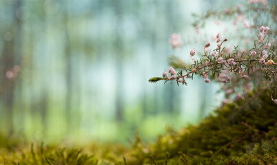 Close-up pink wild tree flowers in the forest. Spring background