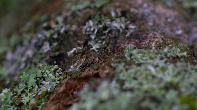 Macro of the bark of dead branch with lichens growing on the surface. Lichen is a composite organism built by algae or cyanobacteria living in symbiosis with fungi. Slide backward.