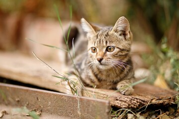 Cute tabby kitten playing in the garden