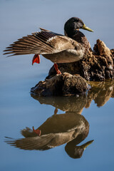 Duck stretching with reflection