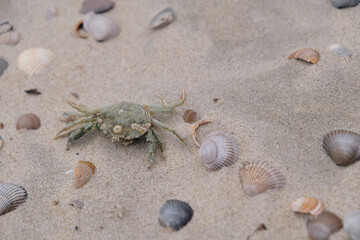 Krabbe und Muscheln