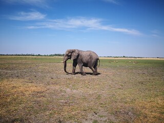 Fototapeta na wymiar one big elephant in africa