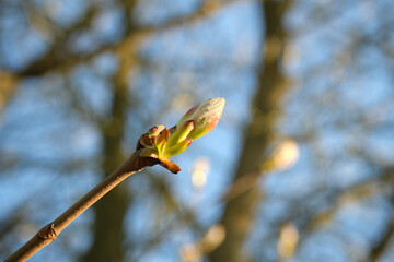 Close-up of blossoming horse chestnut (Aesculus hippocastanum) flower bud against blue sky in spring.