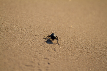 beetle on sand