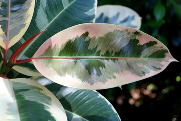 Close up of the white and green leaf of Rubber plant Ruby 'Tineke'