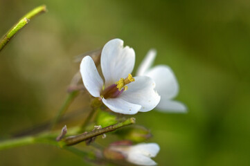 Flor pequeña y blanca con estambres de color amarillo. Flor de primavera de la zona del Mediterráneo.
