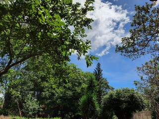 Fototapeta premium trees and sky