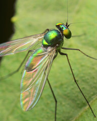 Long Legged Fly