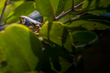 boa mirando  entre las hojas 