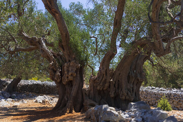 Fototapeta na wymiar The most ancient olive tree in Olive gardens of Lun ecological park on Pag island, Croatia