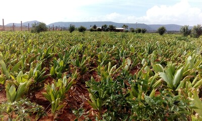 field of Turmeric farm