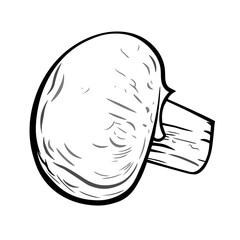Whole champignon mushroom. Vector illustration, EPS 10. Linear drawing, sketch. Isolated on white background.