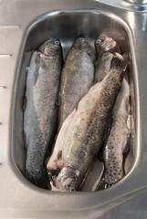 Raw, peeled rainbow trout fish lie and thaw in the kitchen sink before cooking. Vertical format.