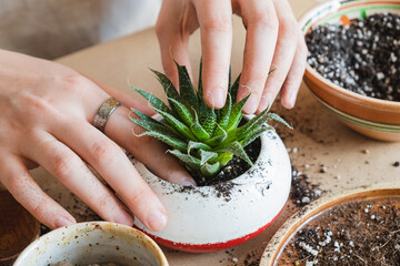 Taking care of, planting a succulent, top view, wholesome indoor activity. Transplanting house plants, home related hobby.
