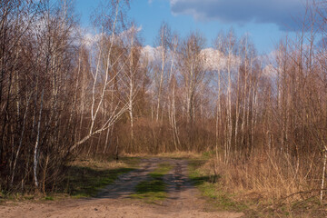 Forest road in small birch forest near Kyiv Ukraine April 8 2021