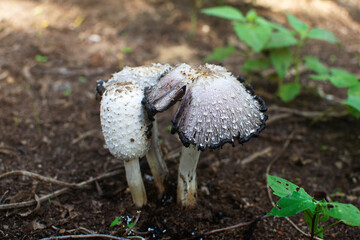 hongos húmedos de la selva en la tierra