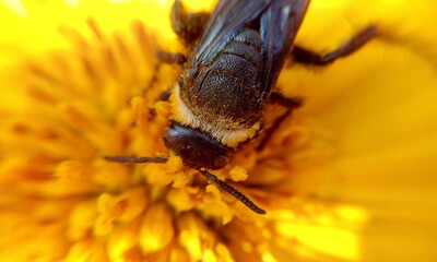 fly on a yellow flower