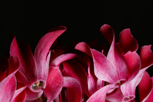 Closeup of the beautiful pink petals of the cyclamen flowers on the black background
