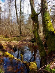 spring in the forest