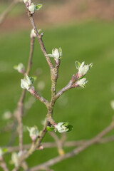 Macro shot of an apple branch where the buds are at the green cluster growth stage
