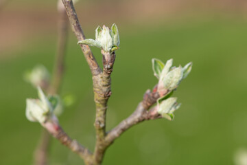 Macro shot of an apple branch where the buds are at the green cluster growth stage