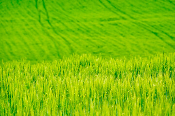 Background of a green wheat field in spring