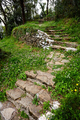 green plants on the old stairs