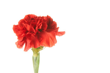 single beautiful red Dianthus flower on white background   