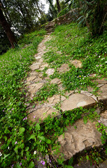 green plants on the old stairs