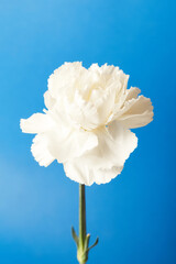 Beautiful white Dianthus flower on blue background    