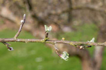 Macro shot of an apple branch where the buds are at the green cluster growth stage