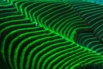 Onion Terrace in majalengka, Indonesia